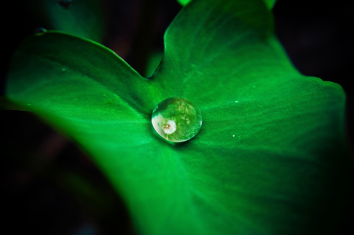 除甲醛最有效方法家里放什么植物？装修老师傅是这样说的